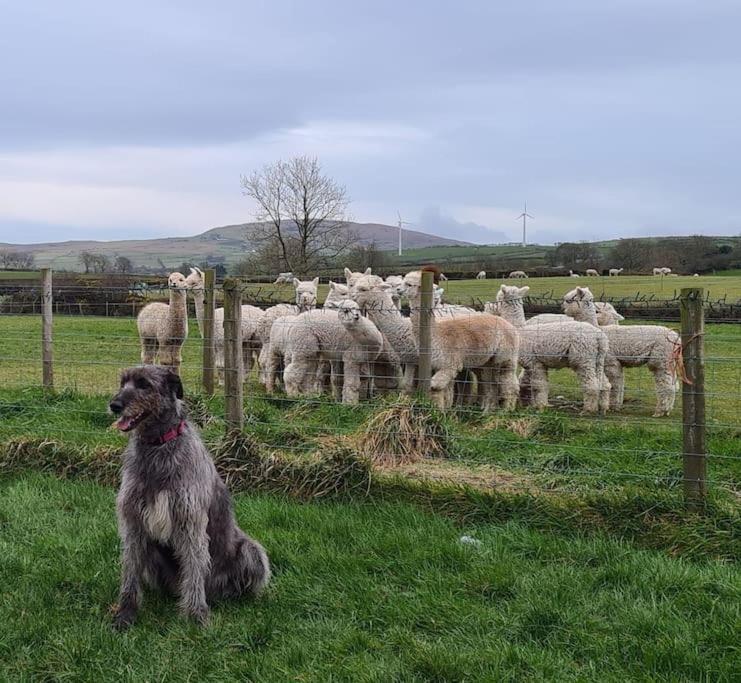 The Alpaca Farmhouse With Hot Tub And Alpaca Experience Included Dromara Екстериор снимка
