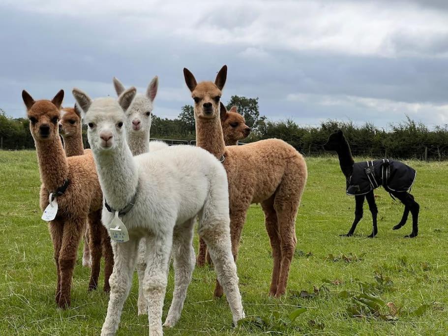 The Alpaca Farmhouse With Hot Tub And Alpaca Experience Included Dromara Екстериор снимка