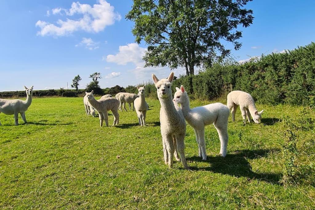 The Alpaca Farmhouse With Hot Tub And Alpaca Experience Included Dromara Екстериор снимка