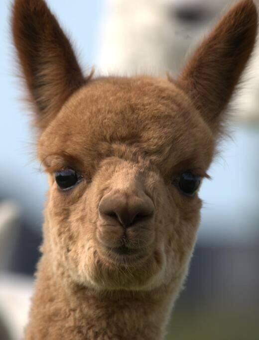 The Alpaca Farmhouse With Hot Tub And Alpaca Experience Included Dromara Екстериор снимка