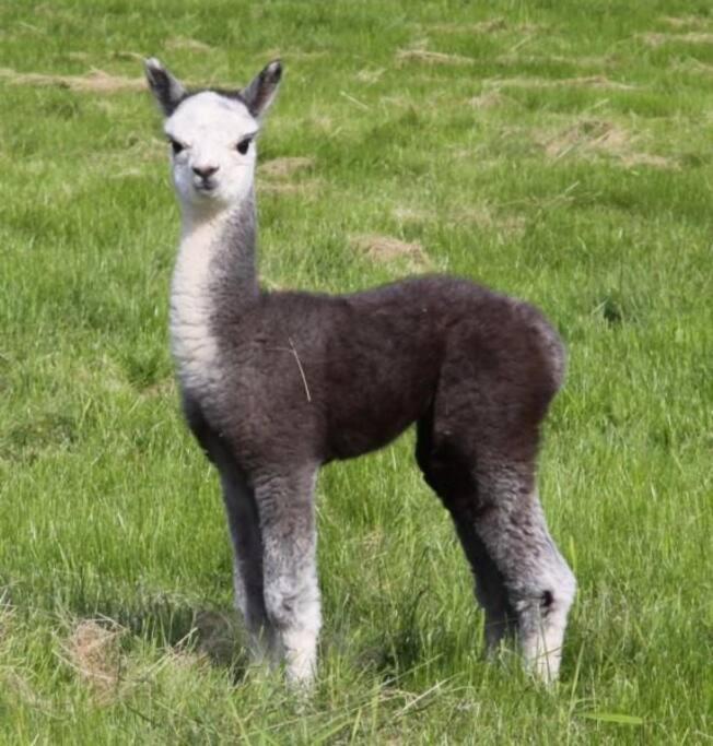 The Alpaca Farmhouse With Hot Tub And Alpaca Experience Included Dromara Екстериор снимка
