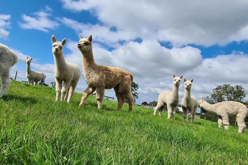 The Alpaca Farmhouse With Hot Tub And Alpaca Experience Included Dromara Екстериор снимка