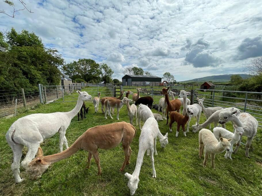 The Alpaca Farmhouse With Hot Tub And Alpaca Experience Included Dromara Екстериор снимка