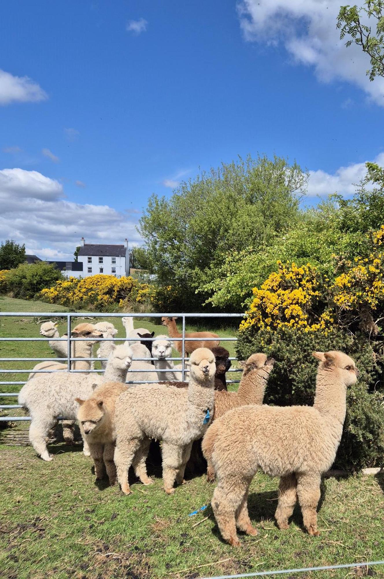 The Alpaca Farmhouse With Hot Tub And Alpaca Experience Included Dromara Екстериор снимка